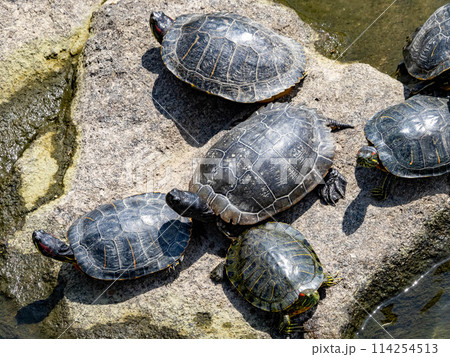 川にいるたくさんのミシシッピアカミミガメ 川にいるたくさんのミシシッピアカミミガメ 114254513