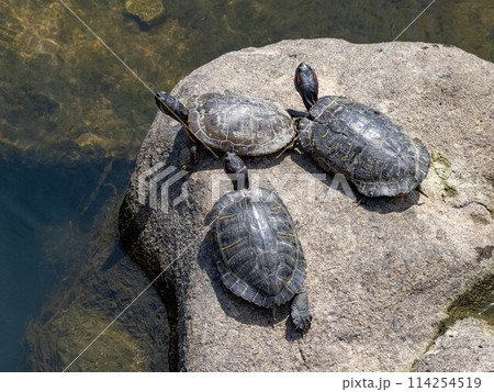 川にいるたくさんのミシシッピアカミミガメ 川にいるたくさんのミシシッピアカミミガメ 114254519