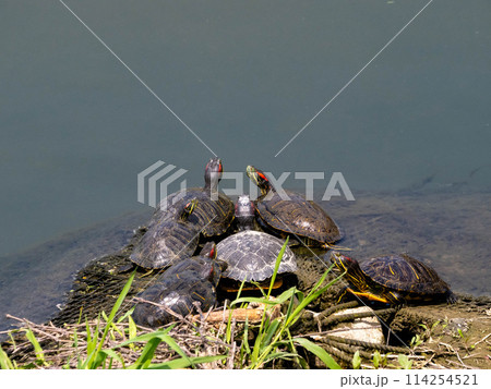 川にいるたくさんのミシシッピアカミミガメ 114254521