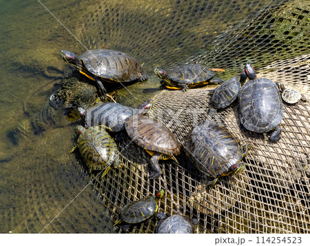 川にいるたくさんのミシシッピアカミミガメ 114254523