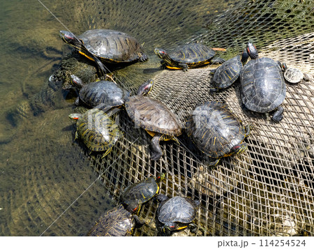 川にいるたくさんのミシシッピアカミミガメ 114254524