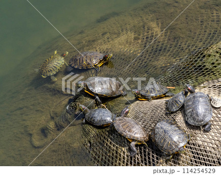 川にいるたくさんのミシシッピアカミミガメ 114254529