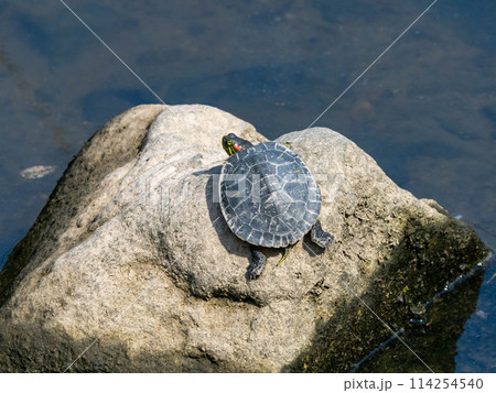 川の中の岩に上がって甲羅干ししている、少し幼いミシシッピアカミミガメ 114254540