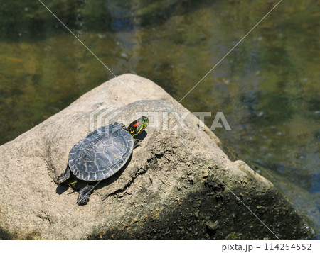 川の中の岩に上がって甲羅干ししている、少し幼いミシシッピアカミミガメ 114254552