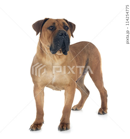 African boerboel in studio 114254775