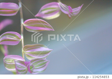 桃色の花びら 114254853