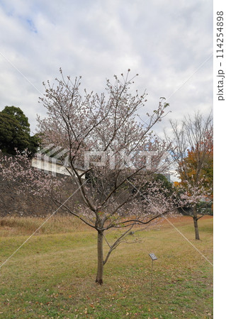 皇居乾通りの咲き始めの冬桜 皇居乾通りの咲き始めの冬桜 114254898