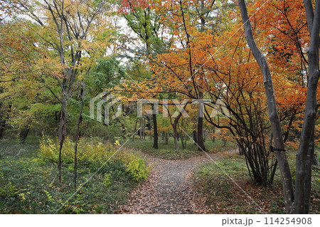 綺麗に色づいた紅葉 二の丸雑木林 東京都千代田区 114254908