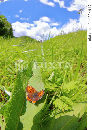 青空とシジミチョウ 青空とシジミチョウ 114254917