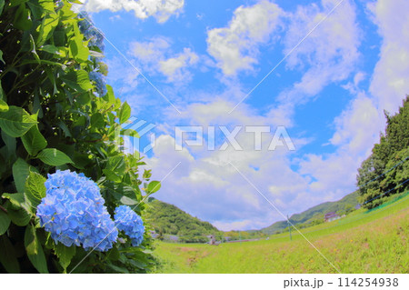 青空とあじさい 114254938