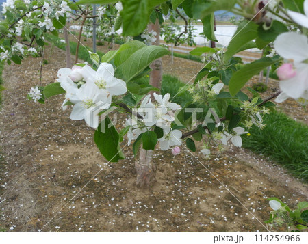 リンゴの花 リンゴの花 114254966
