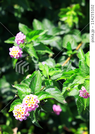 色変わりする、ランタナの花 色変わりする、ランタナの花 114255102