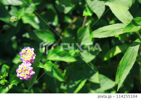 色変わりする、ランタナの花 114255104