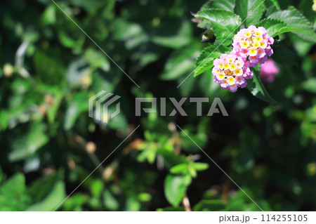 色変わりする、ランタナの花 114255105