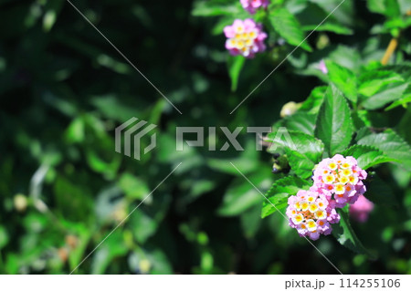 色変わりする、ランタナの花 114255106