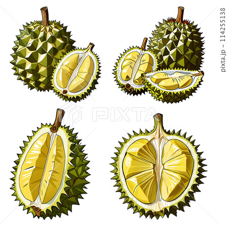 ドリアンのイラストセット ドリアンのイラストセット 114255138