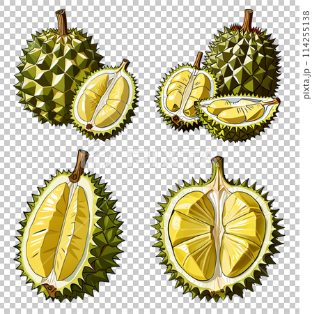 Durian illustration set Durian illustration set 114255138