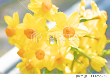 家の周りの草花　四季の色々　春の訪れを告げる日本スイセンの可憐な花が咲きました　　　　 114255240