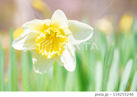 家の周りに草花　四季の色々　春の花壇に白い清楚な花が咲きました　白いラッパスイセン　 114255246
