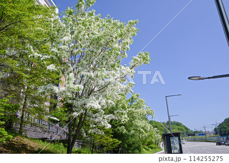なんじゃもんじゃの街路樹（ヒトツバタゴ） 114255275