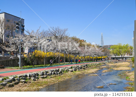 川沿いの散策路(松坡トゥルレギル城川コース)【ソウル/松坡区】 川沿いの散策路(松坡トゥルレギル城川コース)【ソウル/松坡区】 114255311