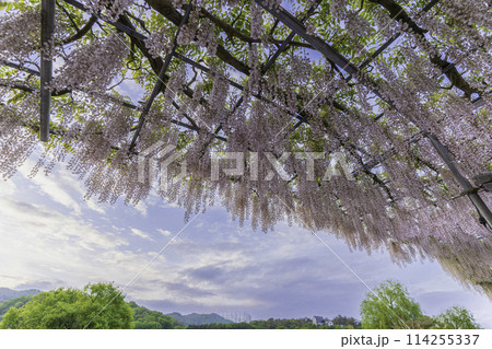 青空と藤棚	 114255337