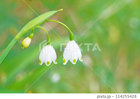 家の周りの草花 四季の色々 庭の片隅に白い可憐な花が咲きました スノーフレーク 家の周りの草花 四季の色々 庭の片隅に白い可憐な花が咲きました スノーフレーク 114255428