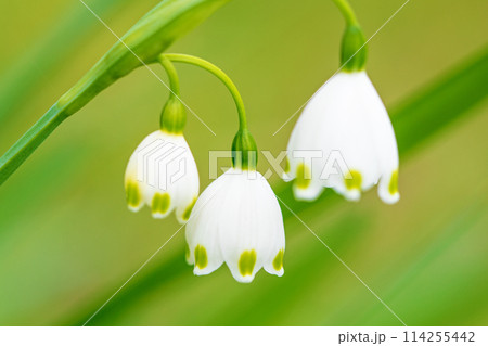 家の周りの草花　四季の色々　庭の片隅に白い可憐な花が咲きました　スノーフレーク 114255442