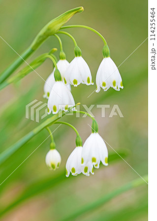 家の周りの草花 四季の色々 庭の片隅に白い可憐な花が咲きました スノーフレーク 家の周りの草花 四季の色々 庭の片隅に白い可憐な花が咲きました スノーフレーク 114255464