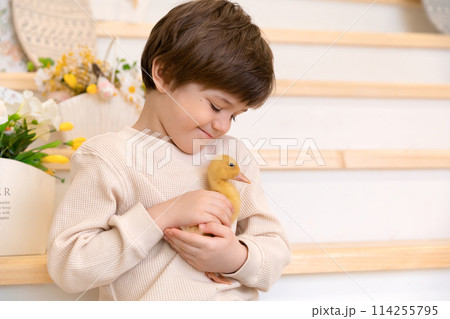 A boy sits at kitchen of rustic style and hugs little yellow duckling A boy sits at kitchen of rustic style and hugs little yellow duckling 114255795
