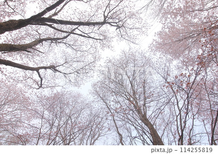 桜に囲まれた空　サクラの天井 114255819