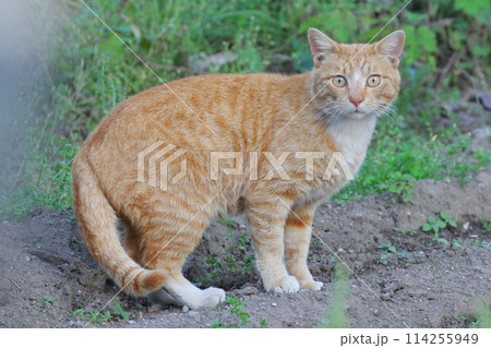 茶トラ猫 茶トラ猫 114255949