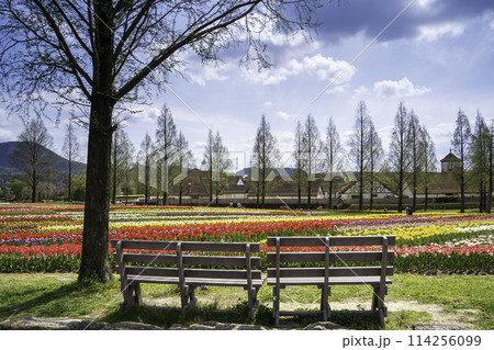 花畑を眺めるベンチ 花畑を眺めるベンチ 114256099