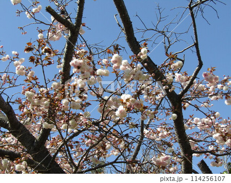 八重の桜は遅咲きのサクラ 114256107