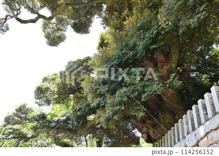 雨引観音　2023-9-3　＃3 114256152