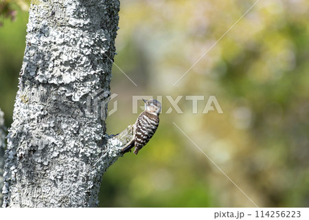 枯れ枝にとまる野鳥【コゲラ】保護色 114256223