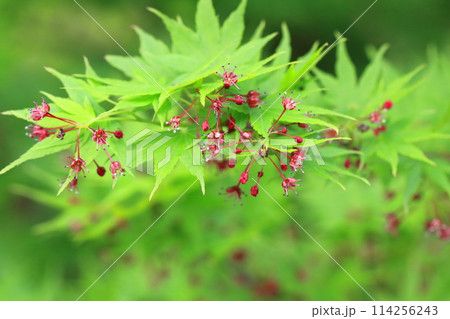 イロハモミジの花と種子 イロハモミジの花と種子 114256243