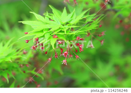 イロハモミジの花と種子 114256246