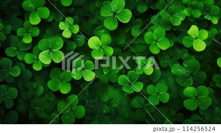 Vibrant Green Shamrock Leaves Background for Luck and Nature Concepts Vibrant Green Shamrock Leaves Background for Luck and Nature Concepts 114256524