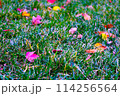 芝生の上の落ち葉 114256564