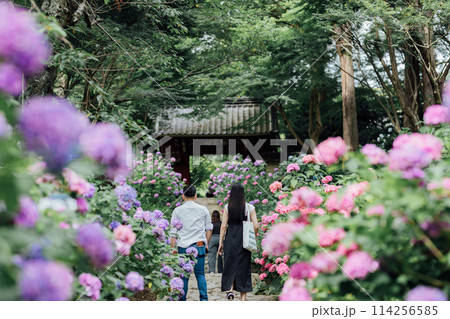 愛知県蒲郡市　あじさい寺　本光寺 114256585
