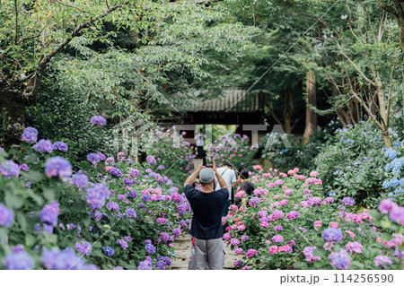 愛知県蒲郡市 あじさい寺 本光寺 愛知県蒲郡市 あじさい寺 本光寺 114256590
