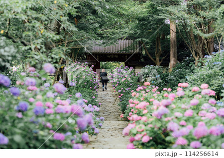 愛知県蒲郡市 あじさい寺 本光寺 愛知県蒲郡市 あじさい寺 本光寺 114256614