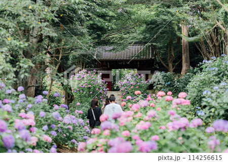 愛知県蒲郡市 あじさい寺 本光寺 愛知県蒲郡市 あじさい寺 本光寺 114256615
