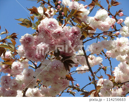 八重の桜は遅咲きのサクラ 114256683
