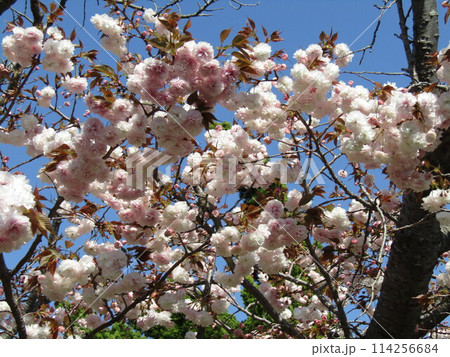 八重の桜は遅咲きのサクラ 114256684