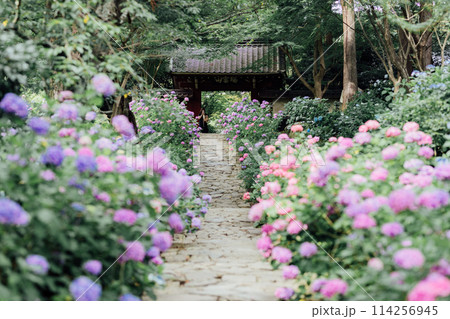 愛知県蒲郡市　本光寺　あじさい寺 114256945