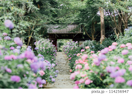 愛知県蒲郡市　本光寺　あじさい寺 114256947