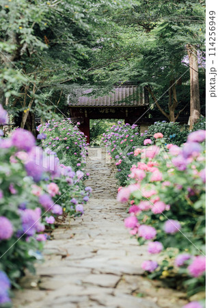 愛知県蒲郡市　本光寺　あじさい寺 114256949