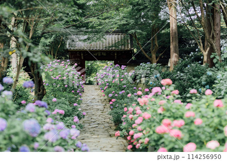 愛知県蒲郡市 本光寺 あじさい寺 愛知県蒲郡市 本光寺 あじさい寺 114256950